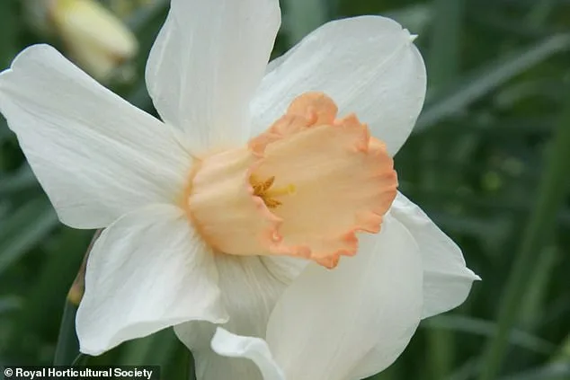 Race Against Time to Save Rare Pink Daffodil: Call for Public Help