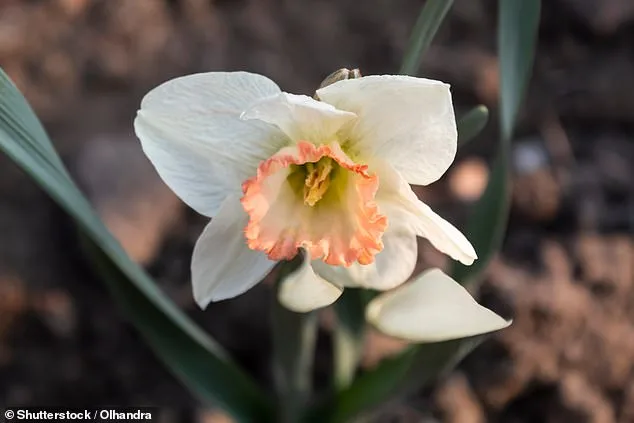 Race Against Time to Save Rare Pink Daffodil: Call for Public Help