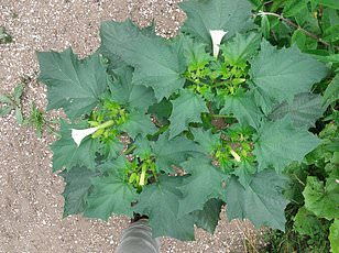 Race Against Time to Save Rare Pink Daffodil: Call for Public Help