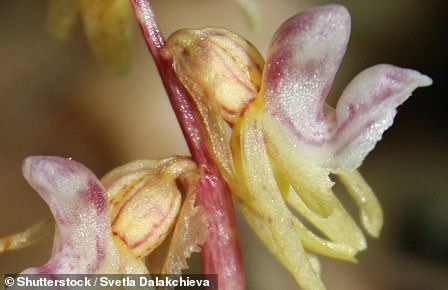 Race Against Time to Save Rare Pink Daffodil: Call for Public Help