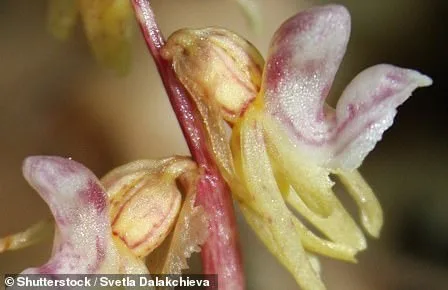 Race Against Time to Save Rare Pink Daffodil: Call for Public Help