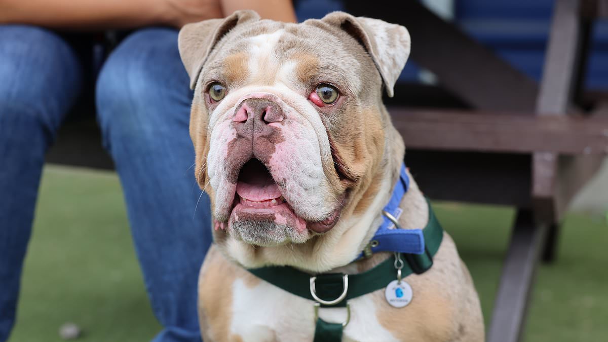 Shelters Forced to Euthanize Flat-Faced Dogs as Abandonment Rates Skyrocket 500% Amid Social Media Fad