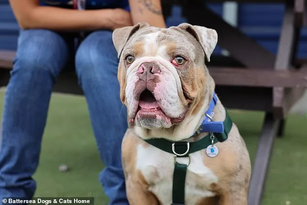 Shelters Forced to Euthanize Flat-Faced Dogs as Abandonment Rates Skyrocket 500% Amid Social Media Fad