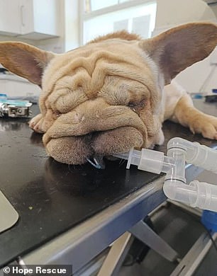 Shelters Forced to Euthanize Flat-Faced Dogs as Abandonment Rates Skyrocket 500% Amid Social Media Fad