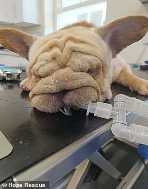 Shelters Forced to Euthanize Flat-Faced Dogs as Abandonment Rates Skyrocket 500% Amid Social Media Fad