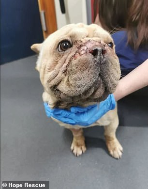 Shelters Forced to Euthanize Flat-Faced Dogs as Abandonment Rates Skyrocket 500% Amid Social Media Fad