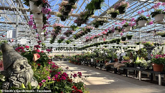 Sylvester the Cat: From Wichita Falls Garden Center to Internet Fame as Unlikely Pest Control Hero