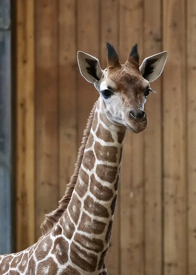 Tragic Death of Baby Giraffe Okidi at Detroit Zoo After Accidental Collision