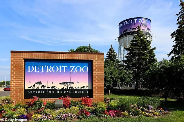 Tragic Death of Baby Giraffe Okidi at Detroit Zoo After Accidental Collision