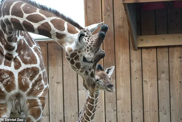Tragic Death of Baby Giraffe Okidi at Detroit Zoo After Accidental Collision