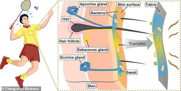 Why You Shouldn't Wash Gym Clothes Immediately: Unveiling the Bacteria Breeding Ground Behind Lingering Odor