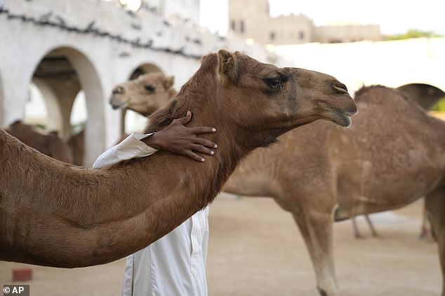 Oman Camel Pageant Disqualifies 20 Camels Over Cosmetic Procedures, Raising Ethical Concerns