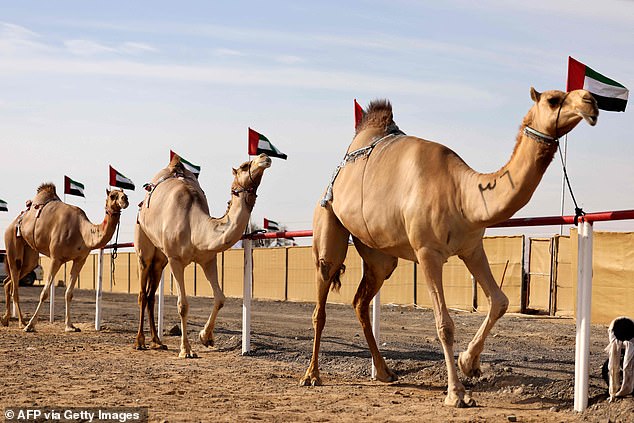 Oman Camel Pageant Disqualifies 20 Camels Over Cosmetic Procedures, Raising Ethical Concerns