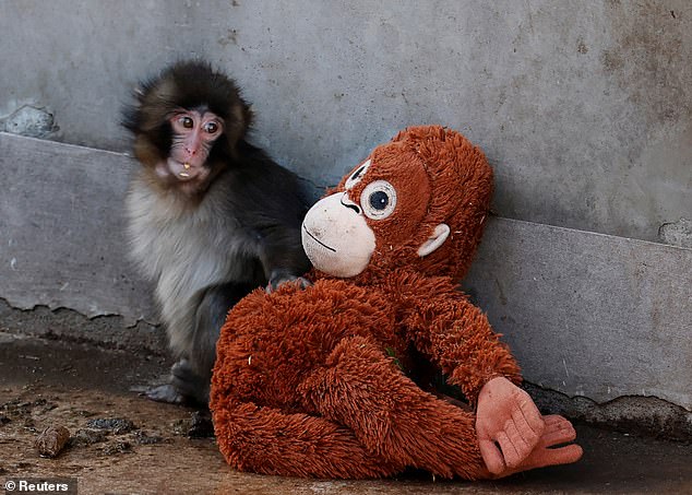 Punch the Macaque: The Viral Photo That Captured the World's Heart and Transformed a Zoo