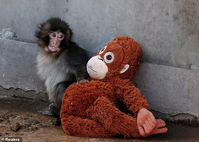 Punch the Macaque: The Viral Photo That Captured the World's Heart and Transformed a Zoo