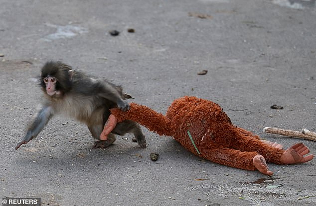 Punch the Macaque: The Viral Photo That Captured the World's Heart and Transformed a Zoo