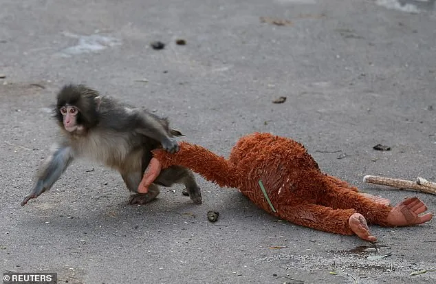 Punch the Macaque: The Viral Photo That Captured the World's Heart and Transformed a Zoo