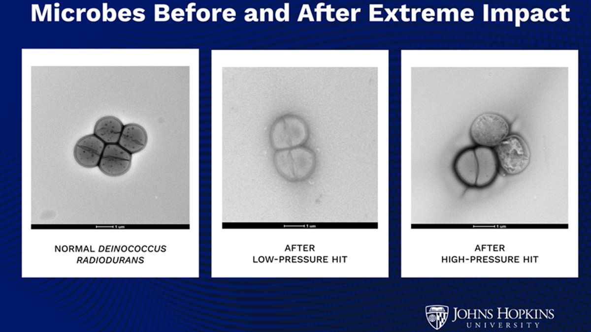 Asteroids as Cosmic Bullet Trains: How Microbes Might Hitch a Ride Between Planets