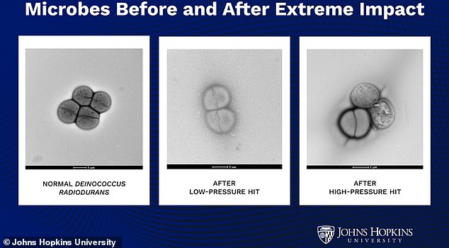Asteroids as Cosmic Bullet Trains: How Microbes Might Hitch a Ride Between Planets