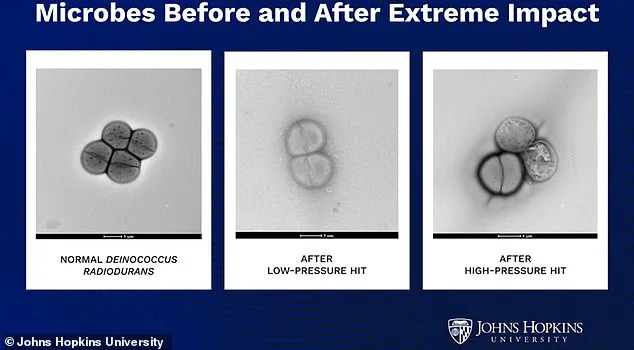 Asteroids as Cosmic Bullet Trains: How Microbes Might Hitch a Ride Between Planets