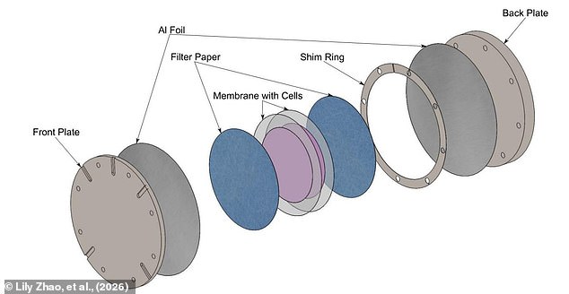 Asteroids as Cosmic Bullet Trains: How Microbes Might Hitch a Ride Between Planets