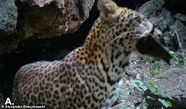 Uganda Cave Footage Exposes Marburg Virus's Deadly Animal Network