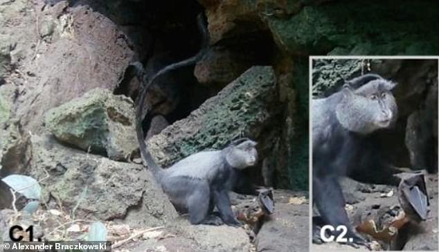 Uganda Cave Footage Exposes Marburg Virus's Deadly Animal Network