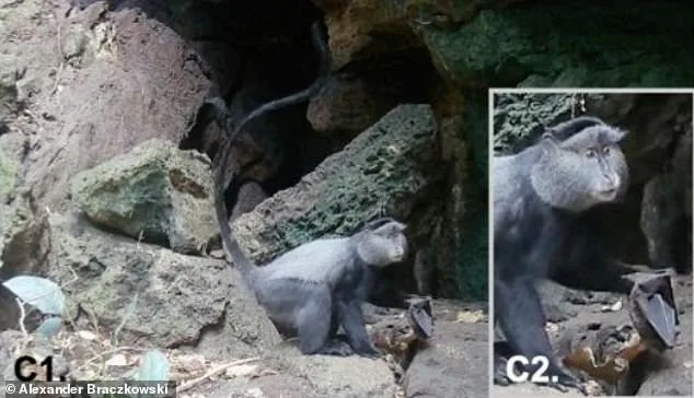Uganda Cave Footage Exposes Marburg Virus's Deadly Animal Network