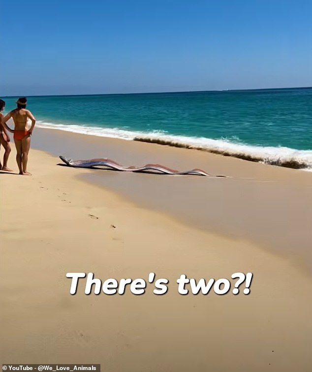 Rare Oarfish Stranding in Cabo San Lucas Rekindles 'Doomsday Fish' Folklore: A One-in-a-Billion Encounter
