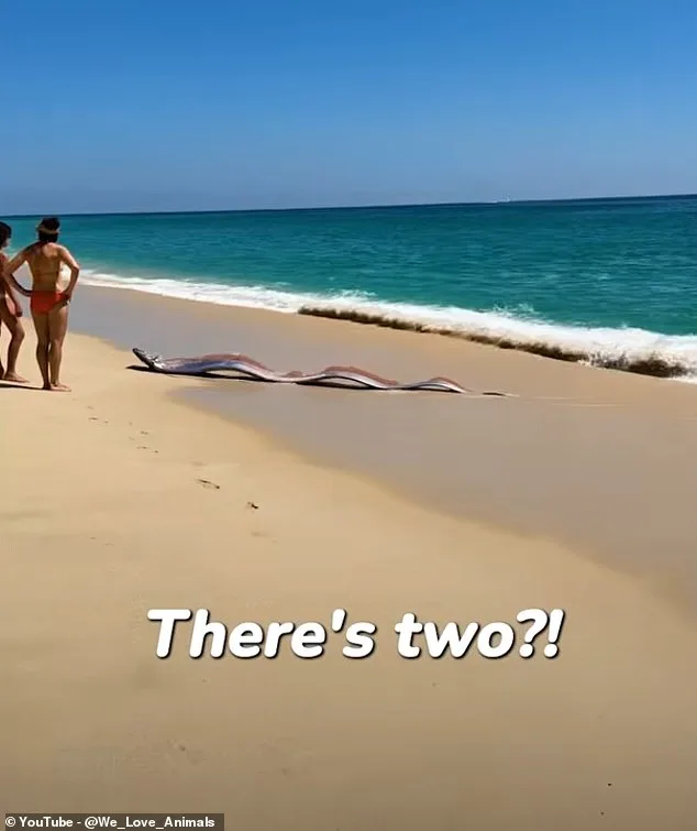 Rare Oarfish Stranding in Cabo San Lucas Rekindles 'Doomsday Fish' Folklore: A One-in-a-Billion Encounter