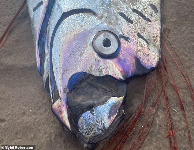 Rare Oarfish Stranding in Cabo San Lucas Rekindles 'Doomsday Fish' Folklore: A One-in-a-Billion Encounter