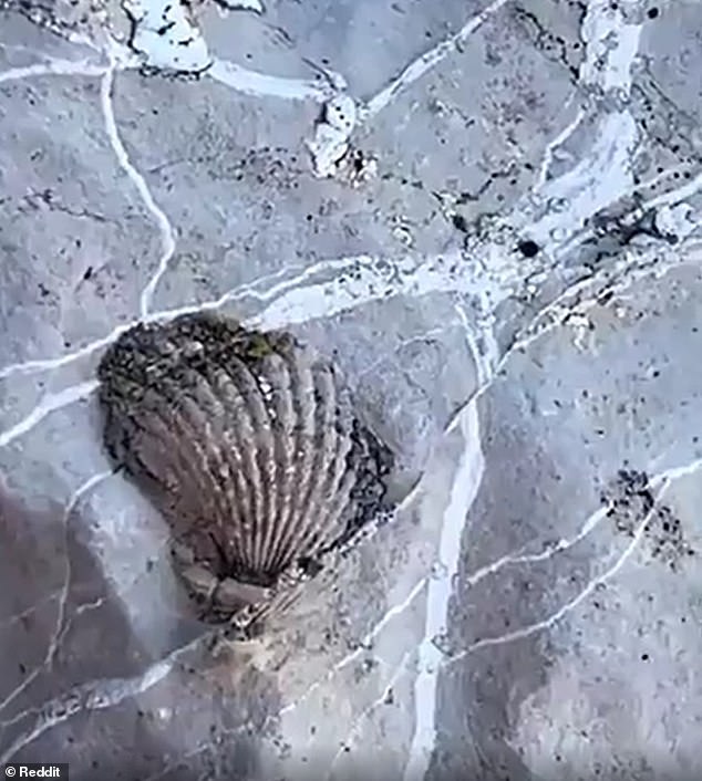 Ancient Sea Fossils on Mountains Fuel Noah's Flood Debate, Geologists Cite Tectonic Activity