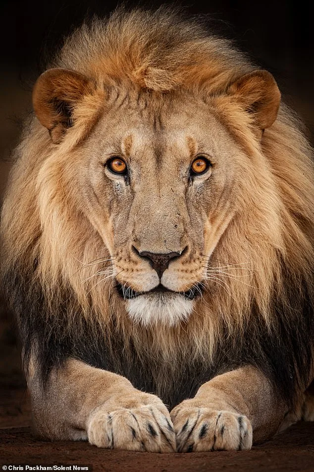 Chris Packham's 'More Beautiful Than You' Photography Exhibition Blends Science and Art in London