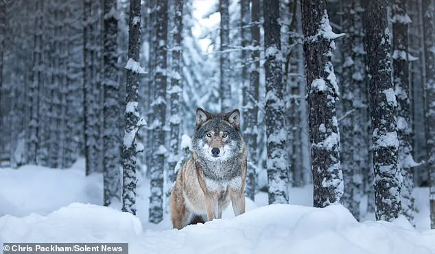 Chris Packham's 'More Beautiful Than You' Photography Exhibition Blends Science and Art in London