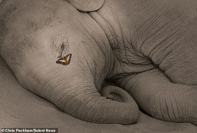 Chris Packham's 'More Beautiful Than You' Photography Exhibition Blends Science and Art in London