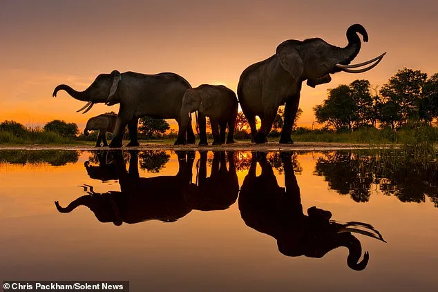 Chris Packham's 'More Beautiful Than You' Photography Exhibition Blends Science and Art in London