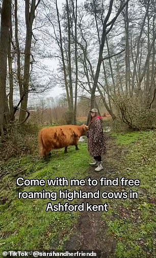 Social Media Influencers Prompt Conservation Warnings Over Highland Cow Encounters in Nature Reserves