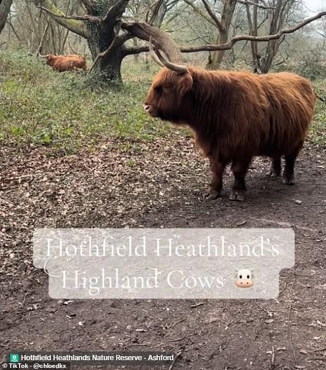 Social Media Influencers Prompt Conservation Warnings Over Highland Cow Encounters in Nature Reserves