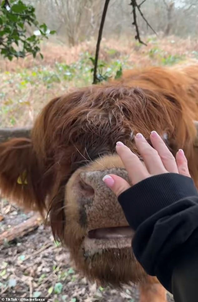 Social Media Influencers Prompt Conservation Warnings Over Highland Cow Encounters in Nature Reserves