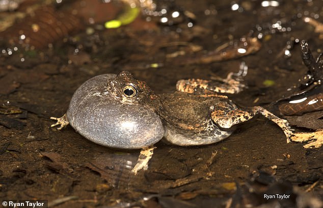 Calls of the Wild Quiz Uncovers Surprising Similarities in Human and Animal Mating Call Preferences