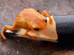 Calls of the Wild Quiz Uncovers Surprising Similarities in Human and Animal Mating Call Preferences