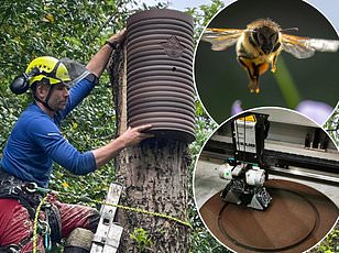 British Honey Contamination: Prescription Drugs Found, Risks to Consumers and Bees