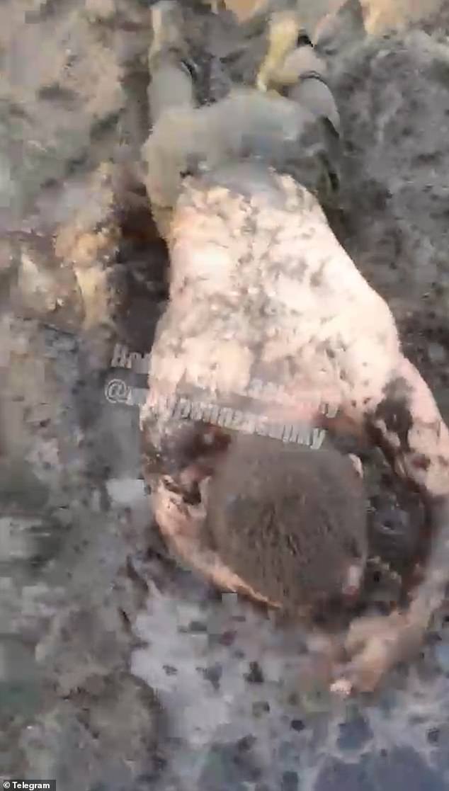 Harrowing Footage Reveals Inhumane Treatment of Russian Soldiers by Commanders in Ukraine