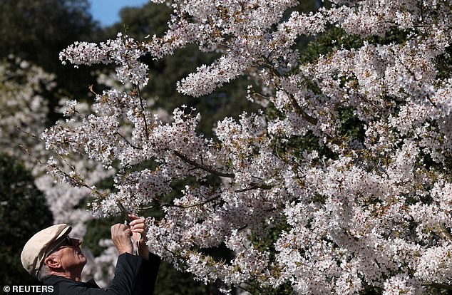 UK Cherry Blossoms Bloom Earlier Than Expected Amid Unpredictable Weather Patterns