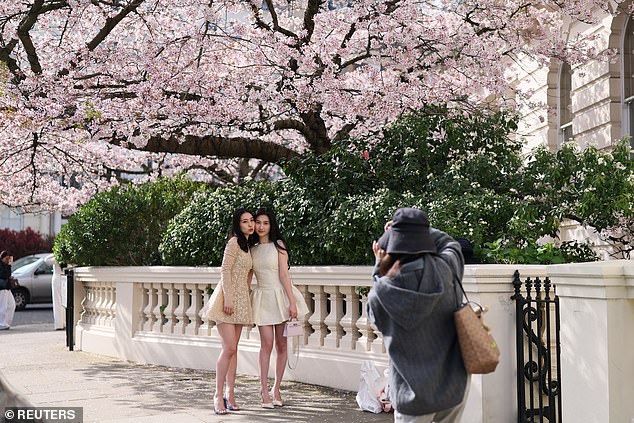 UK Cherry Blossoms Bloom Earlier Than Expected Amid Unpredictable Weather Patterns