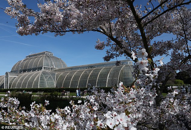 UK Cherry Blossoms Bloom Earlier Than Expected Amid Unpredictable Weather Patterns