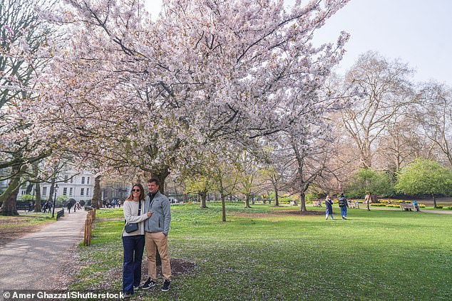 UK Cherry Blossoms Bloom Earlier Than Expected Amid Unpredictable Weather Patterns