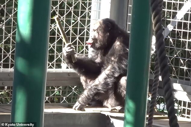Kyoto University Breakthrough: Chimpanzee Ayumu Stuns Scientists with Rare Ability to Drum and Sing Simultaneously, Challenging Assumptions About Human Uniqueness in Musical Expression