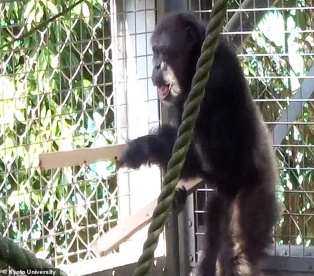 Kyoto University Breakthrough: Chimpanzee Ayumu Stuns Scientists with Rare Ability to Drum and Sing Simultaneously, Challenging Assumptions About Human Uniqueness in Musical Expression