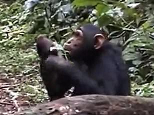 Kyoto University Breakthrough: Chimpanzee Ayumu Stuns Scientists with Rare Ability to Drum and Sing Simultaneously, Challenging Assumptions About Human Uniqueness in Musical Expression
